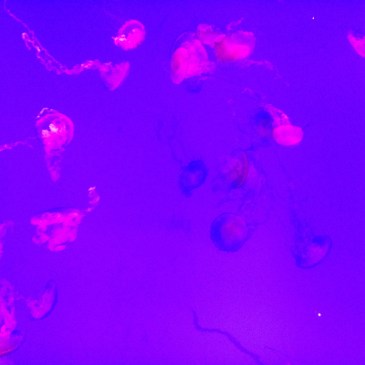 Jellies